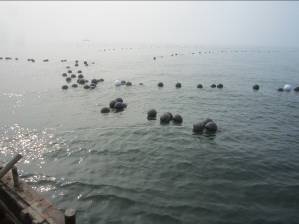 莱州湾扇贝养殖区海面现场
